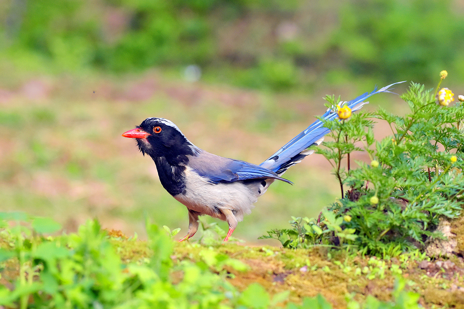 安徽黄山：美丽华贵的红嘴蓝鹊