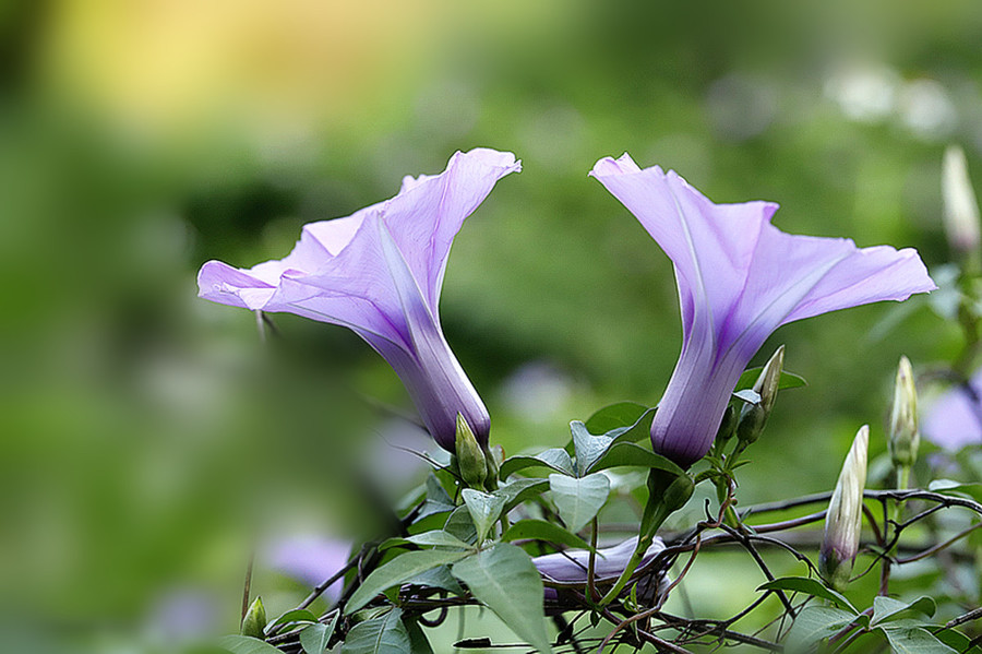 生态微距初夏盛开牵牛花