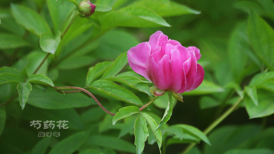 芍药花.庚子年【3】 (共 8 p)