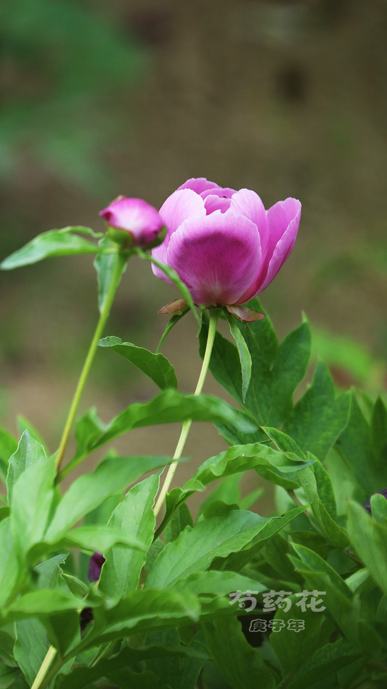 芍药花.庚子年【5】 (共 8 p)