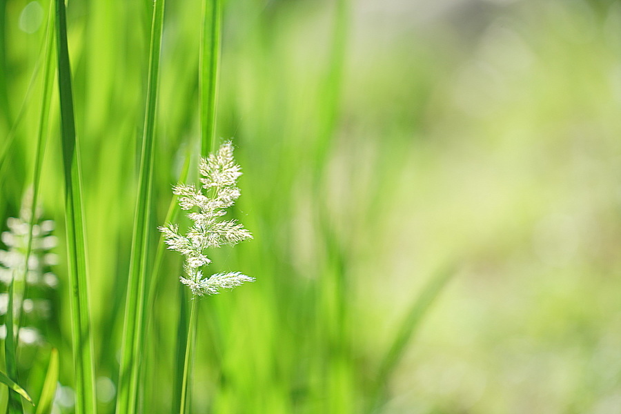 【夹杂在菖蒲中的小草摄影图片】生态摄影_太平洋电脑