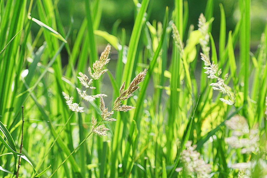 夹杂在菖蒲中的小草