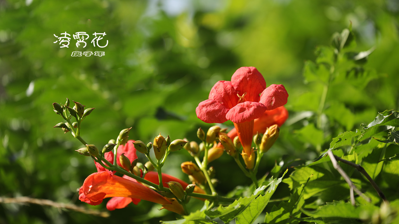 易园凌霄花1