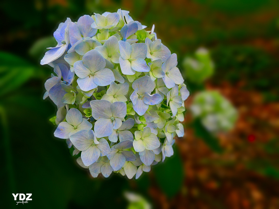 绣球花10