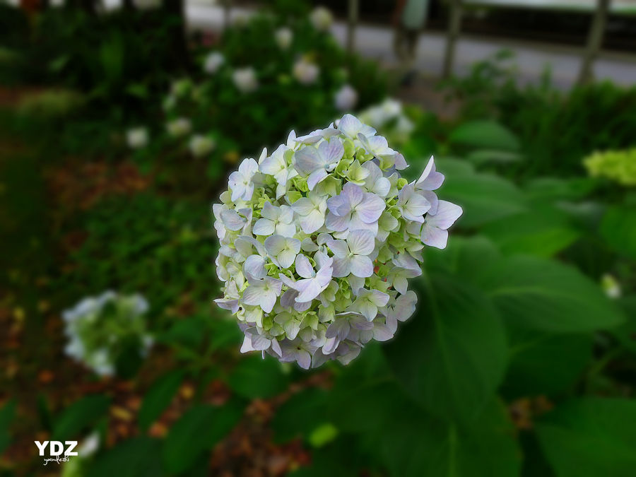 绣球花10