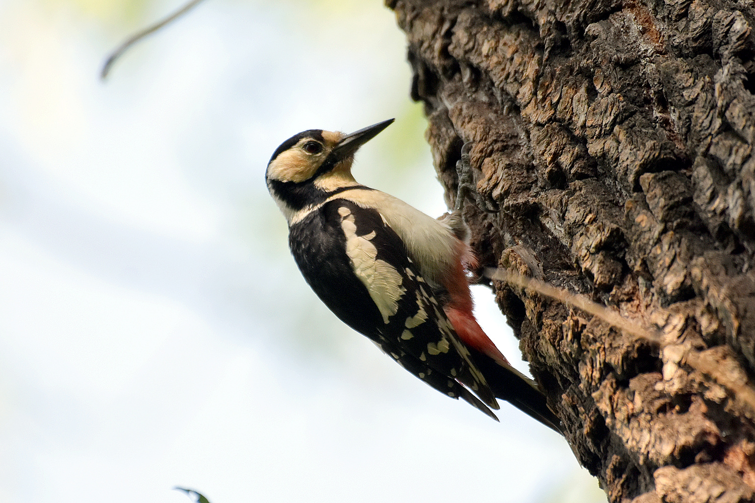 大斑啄木鸟-甘肃林业自然保护-图片