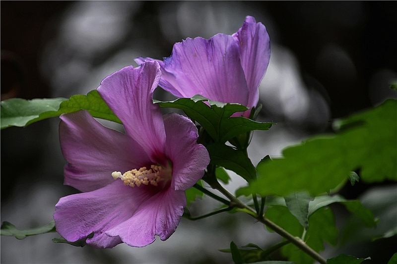 木槿花