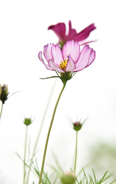 淡雅格桑花