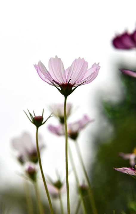 淡雅格桑花