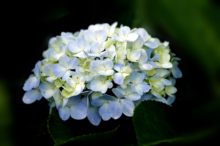 生态微距:花朵锦簇绣球花