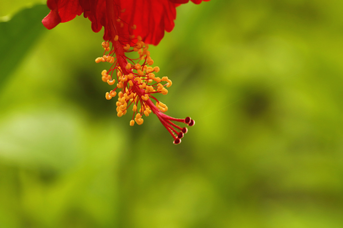 生态微距:艳丽朱槿花