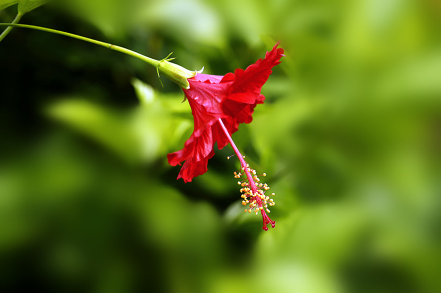 生态微距:艳丽朱槿花