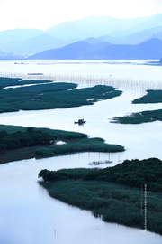 水墨红树林