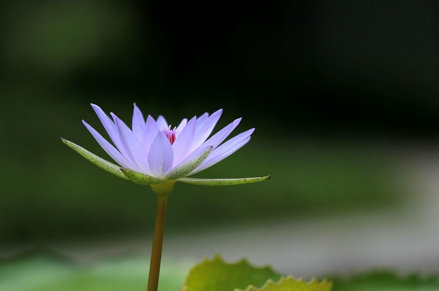 多姿多彩的睡莲花