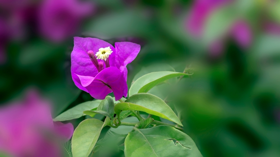 叶子花