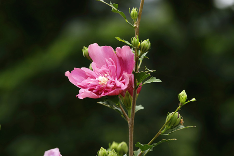 生态微距:木槿花艳紫红妆查看大图曝光:1/320 sec光圈:f8快门:1/331