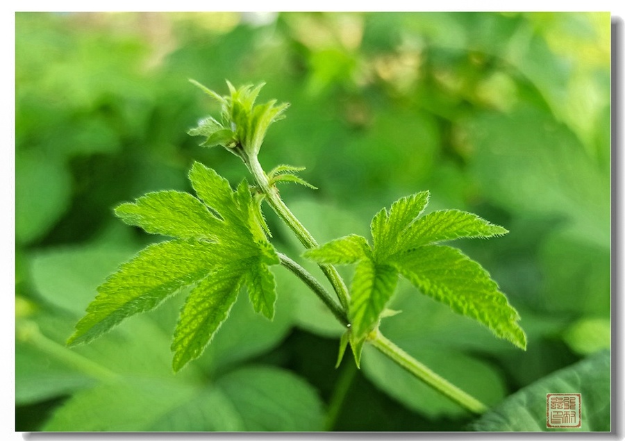 蔓生植物——葎草