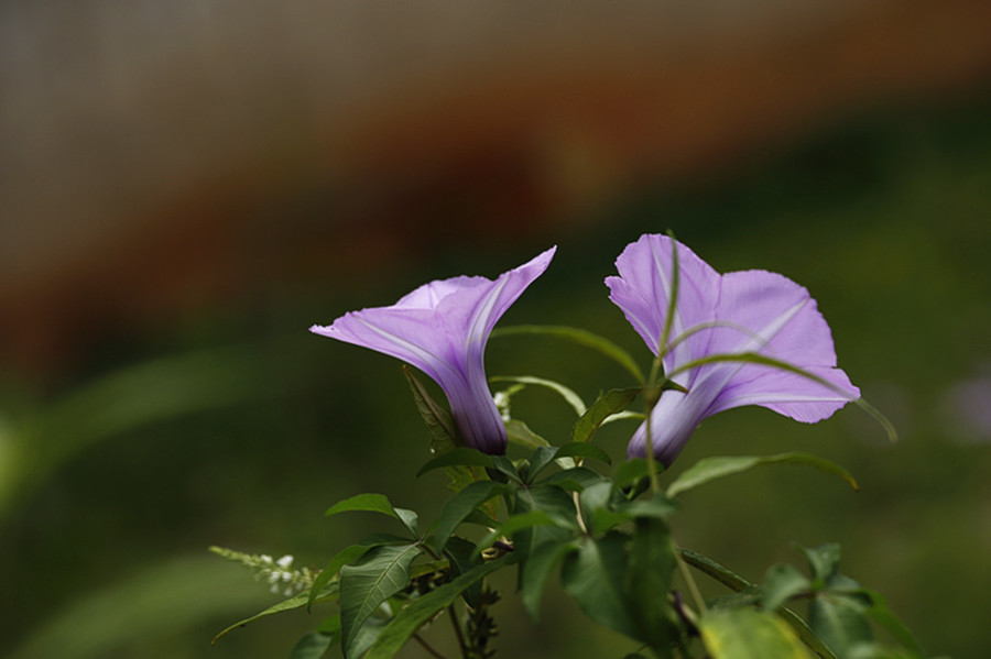 爬藤植物牵牛花 (共 9 p)