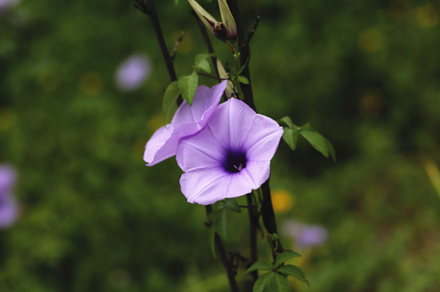 爬藤植物牵牛花 (共 9 p)