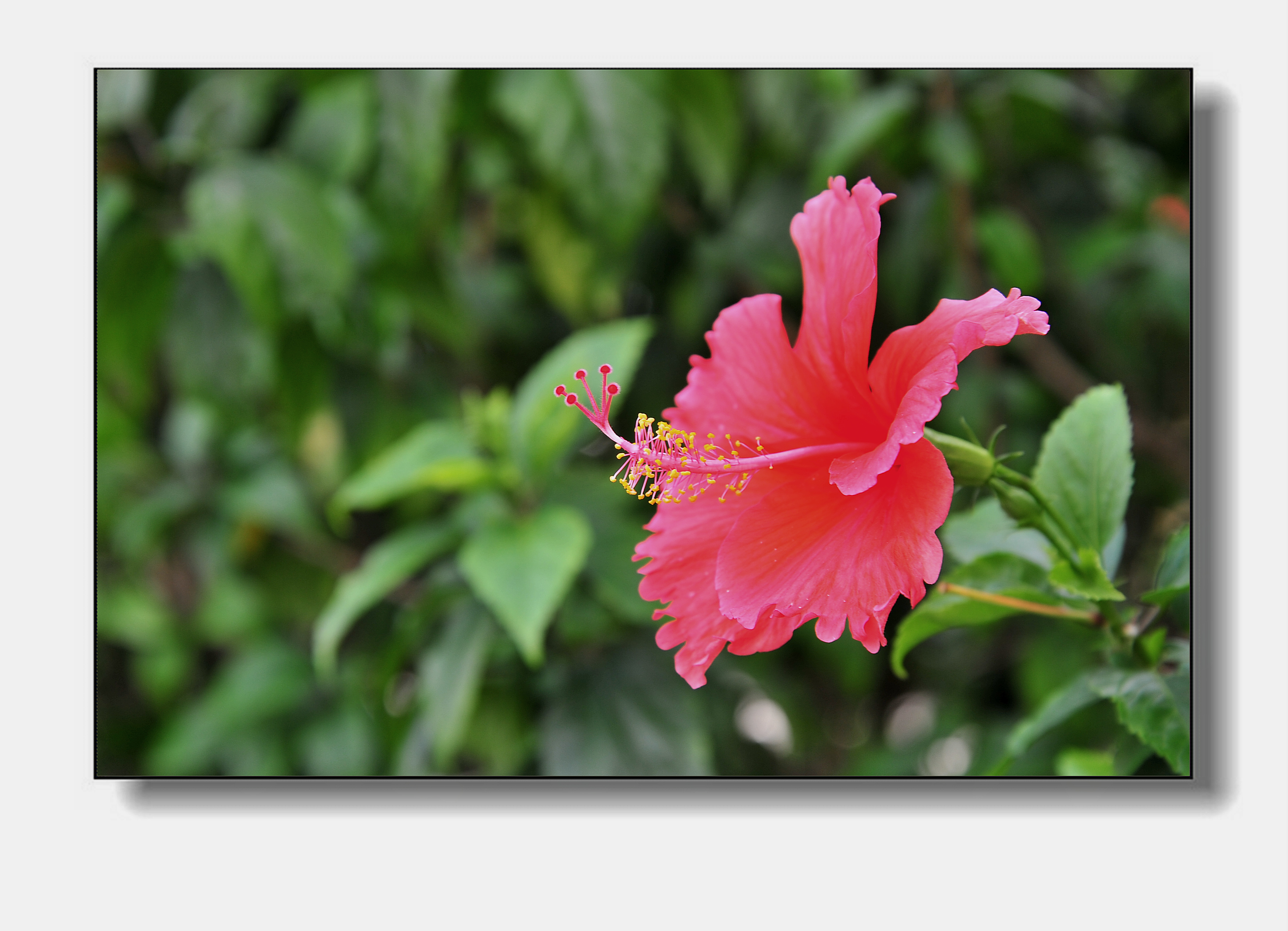 【红花绿叶摄影图片】花园生态摄影_雨思_太平洋电脑网摄影部落