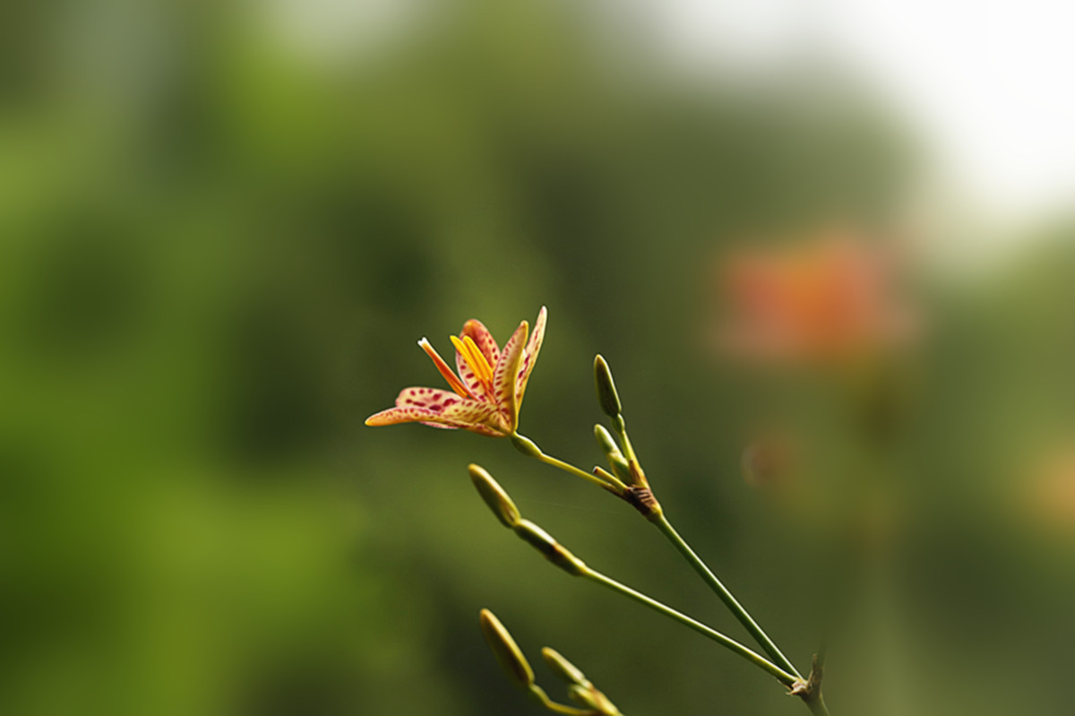 仲夏时节射干花开