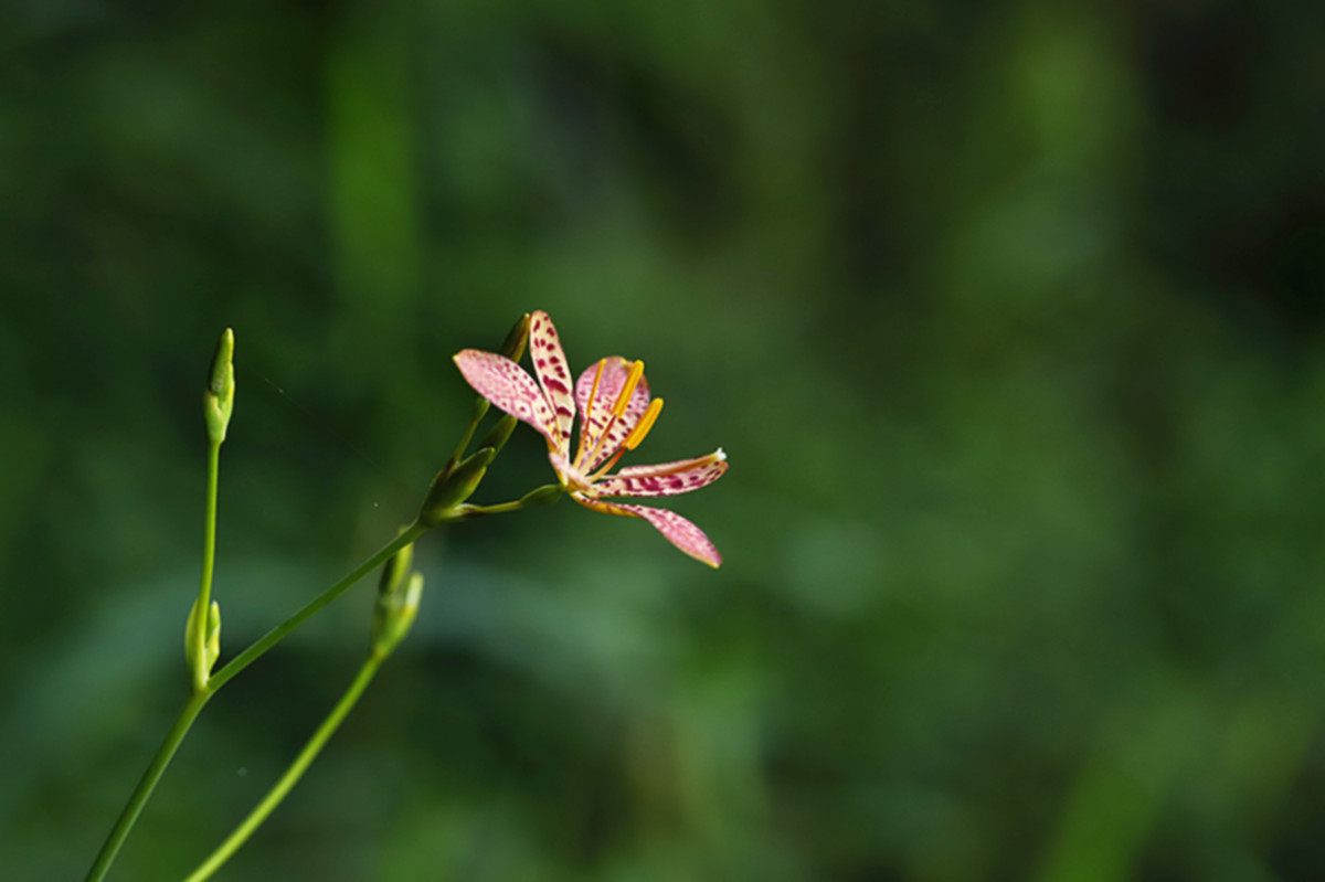 仲夏时节射干花开