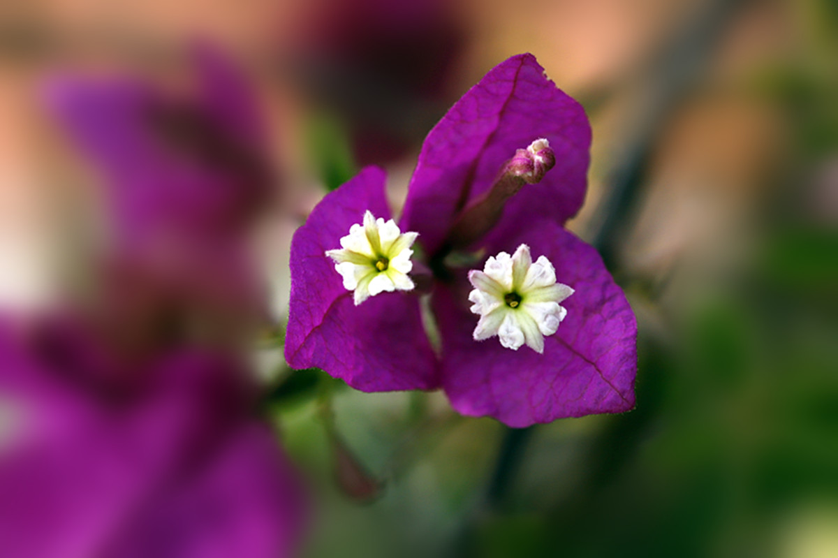 生态微距:秋日紫梅早开花