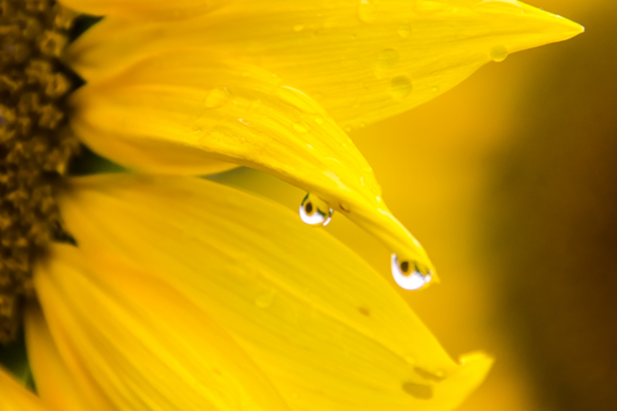 雨中向日葵