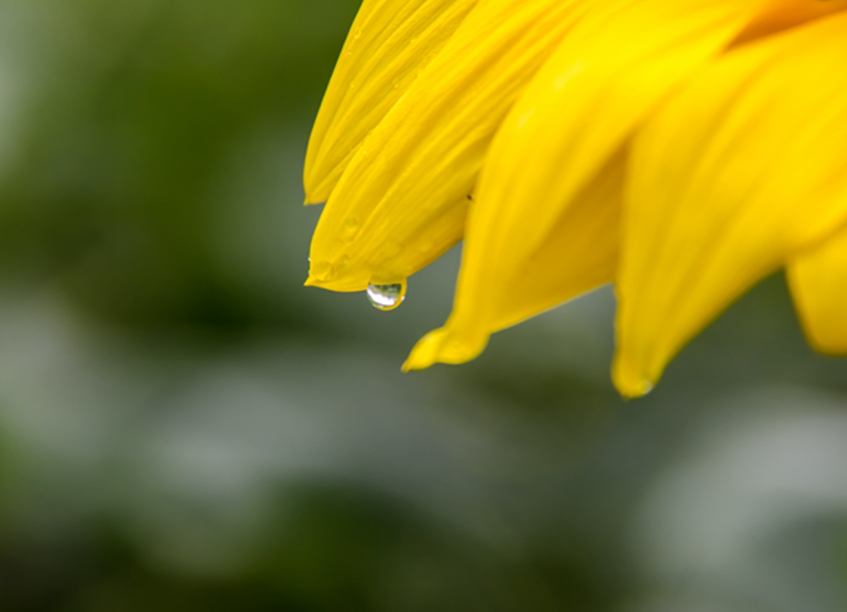 雨中向日葵