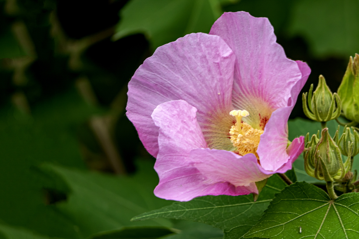 美在金秋 木芙蓉