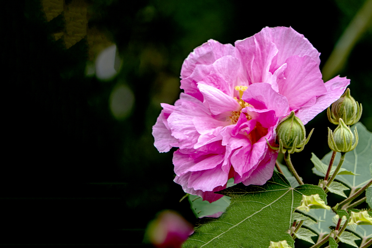 美在金秋 木芙蓉