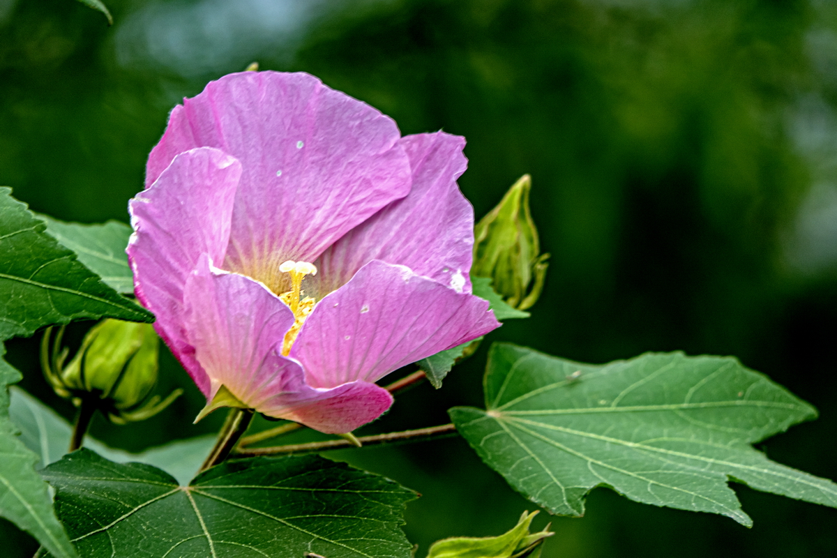 美在金秋 木芙蓉