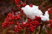 雪中红豆、你惊艳了这个冬（拍摄于2020.12.2日河北广平）