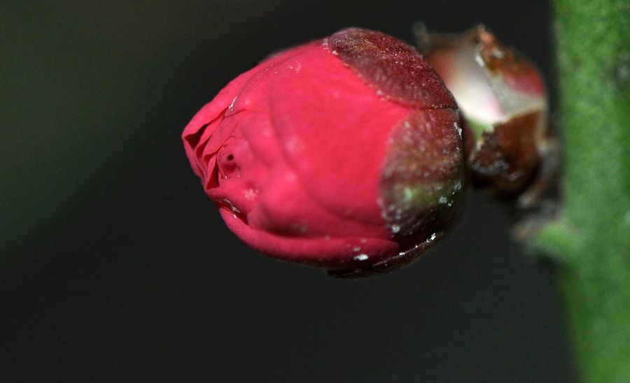 骨里红梅花