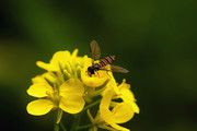 虫趣:食蚜蝇爱好菜花香