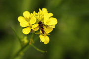 微距虫趣:食蚜蝇爱好菜花香