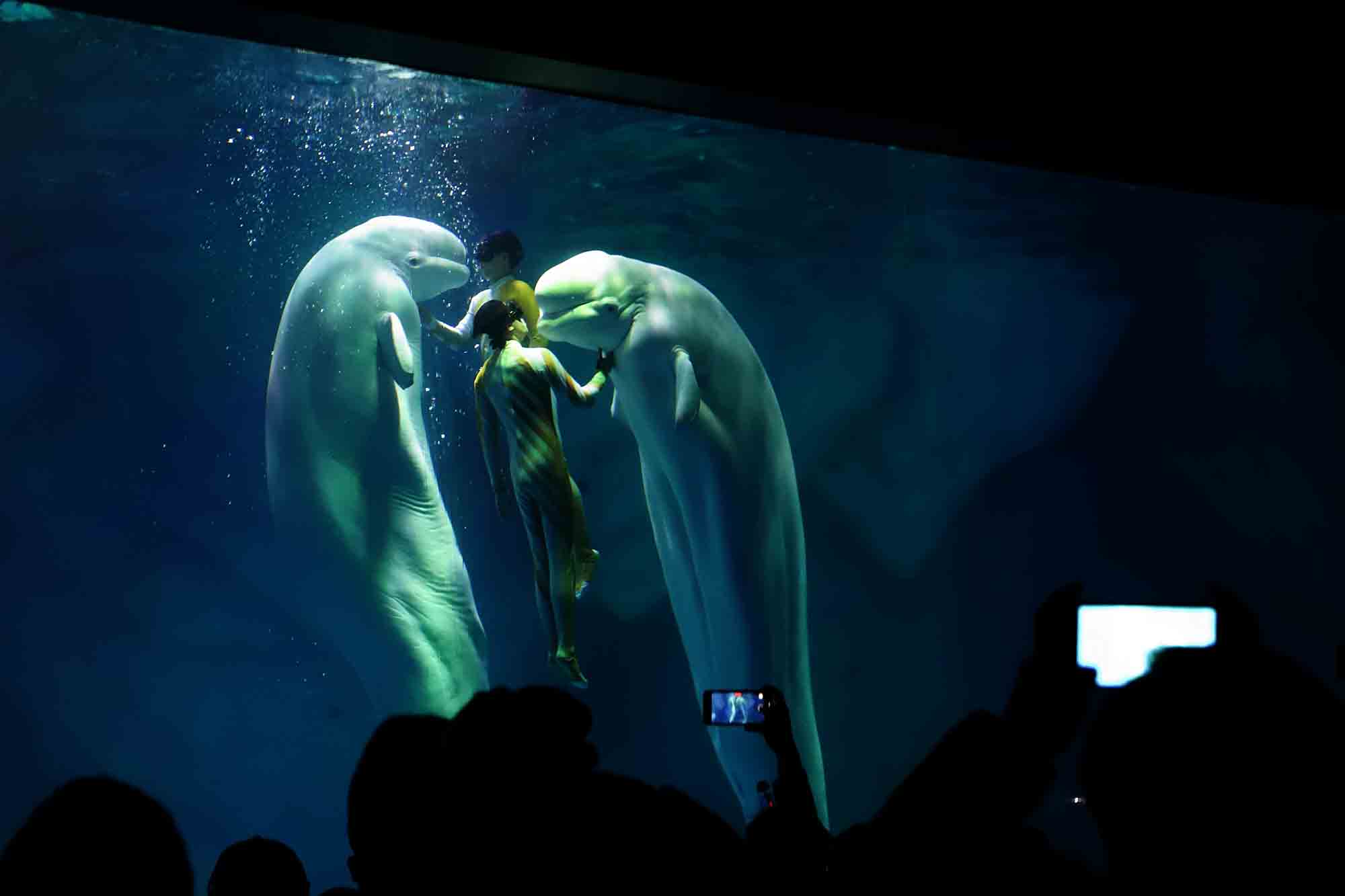 长风海洋世界白鲸剧场-上海境展文化科技有限公司