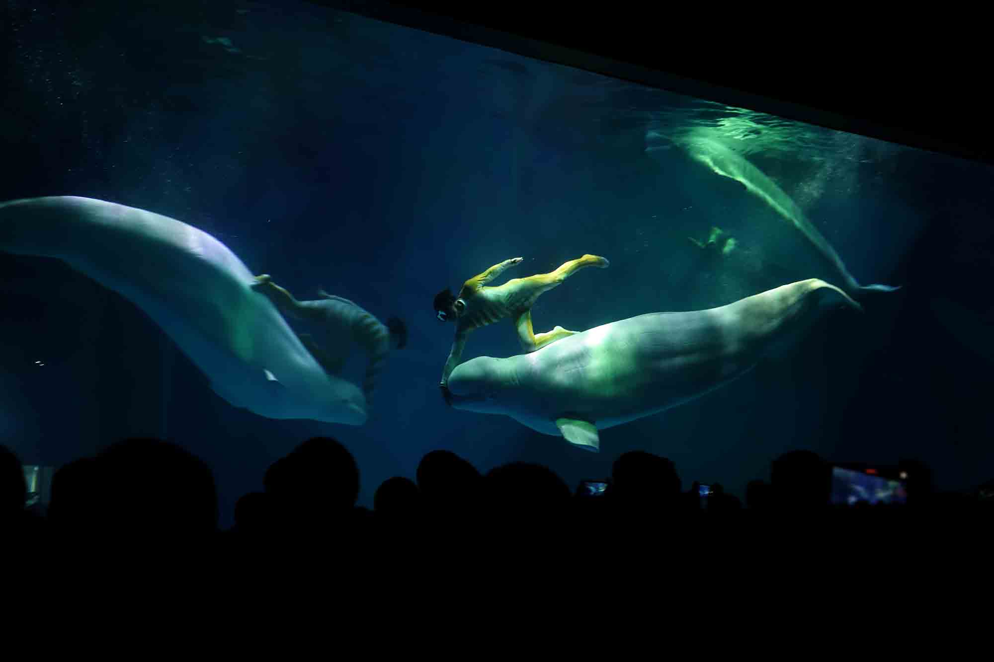 白鲸水下-动物宽屏壁纸预览 | 10wallpaper.com