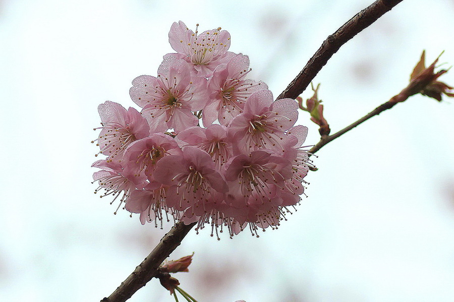 早春樱花