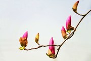 一枝玉兰花（拍摄于2021.3.17日河北广平）