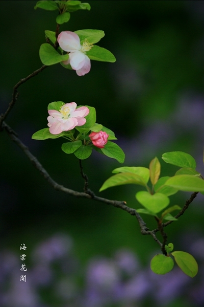 海棠花开