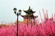 春满鹅城（拍摄于2021.3.19日河北广平）