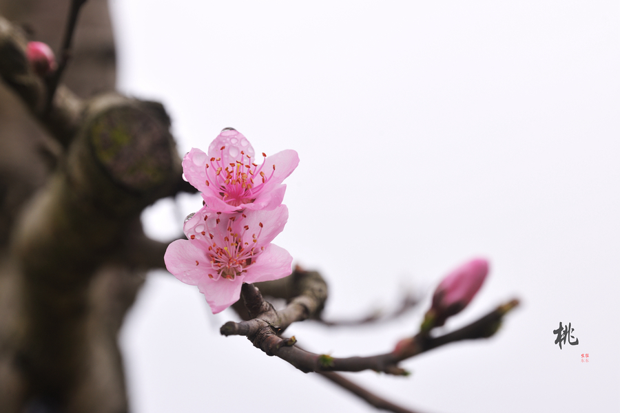 【画意桃花(2021年最后的桃花)摄影图片】生态摄影_网