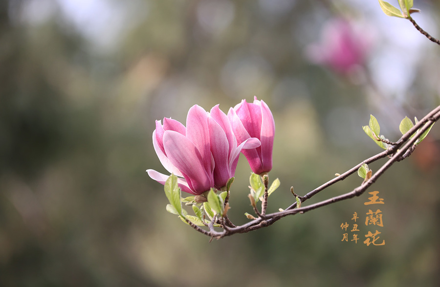 【玉兰花【9】摄影图片】生态摄影_太平洋电脑网摄影部落