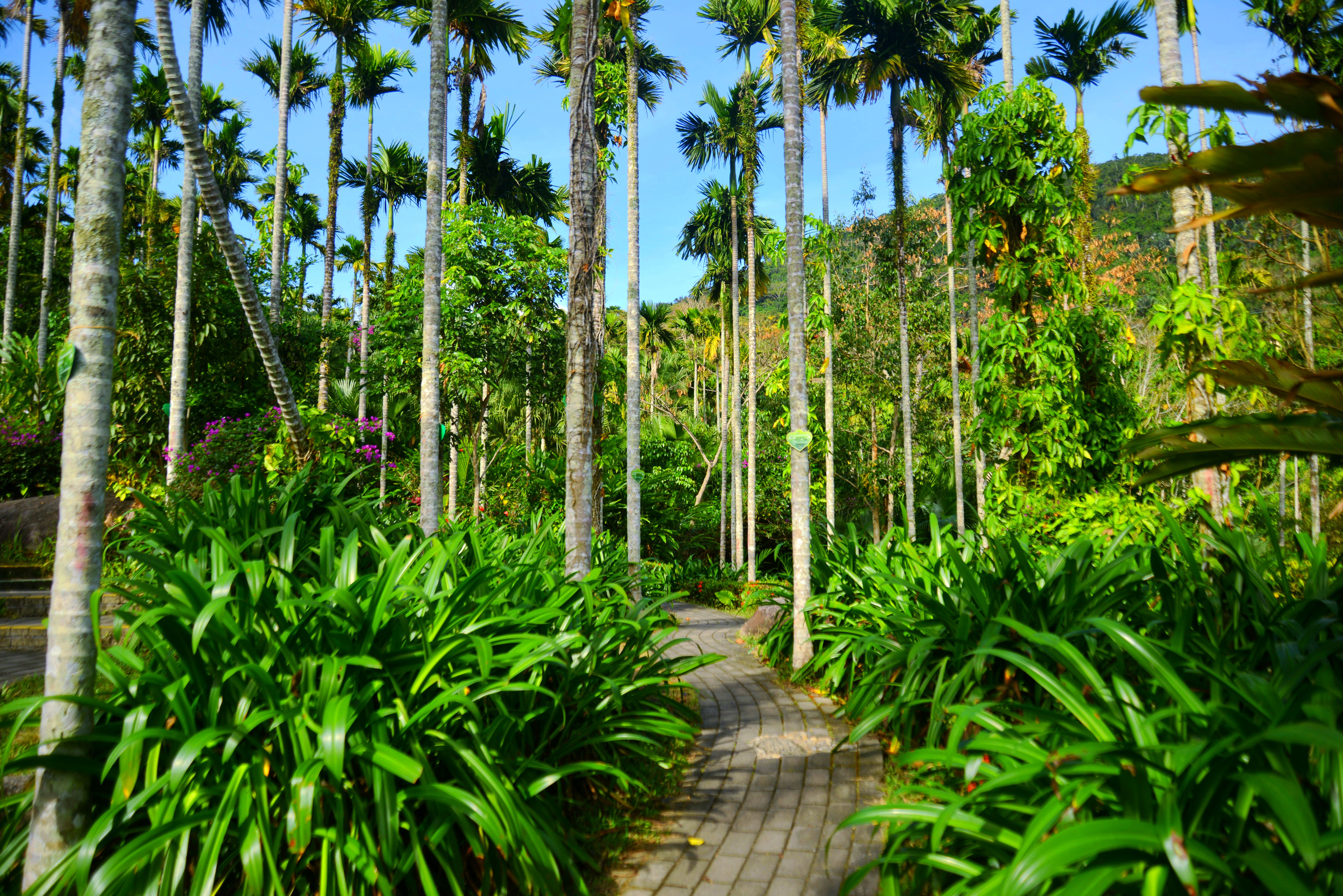 呀诺达热带雨林景区(2)