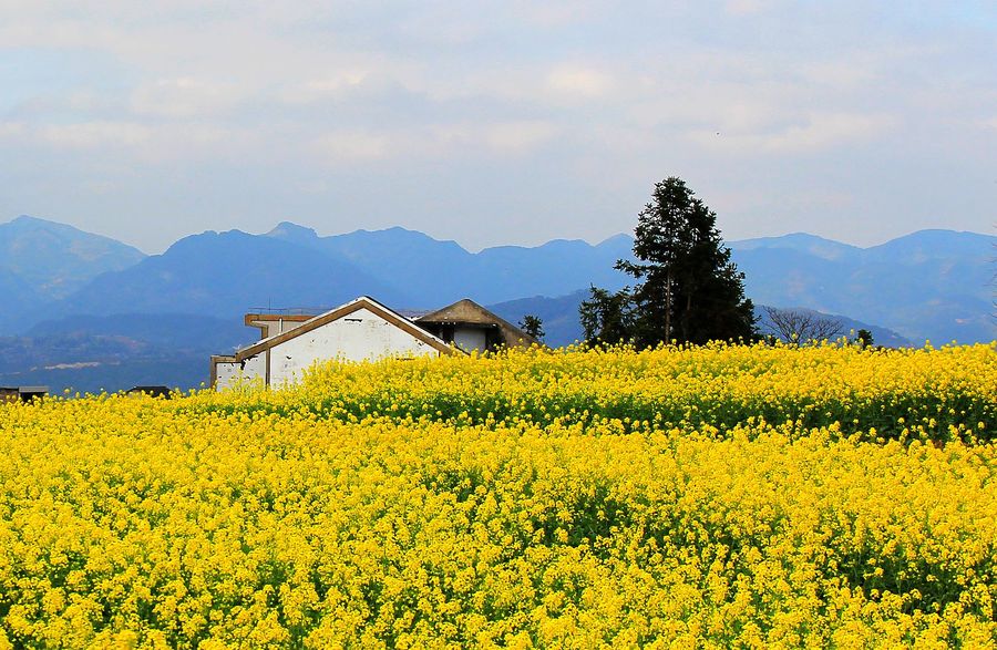 永嘉茗岙油菜花(二)