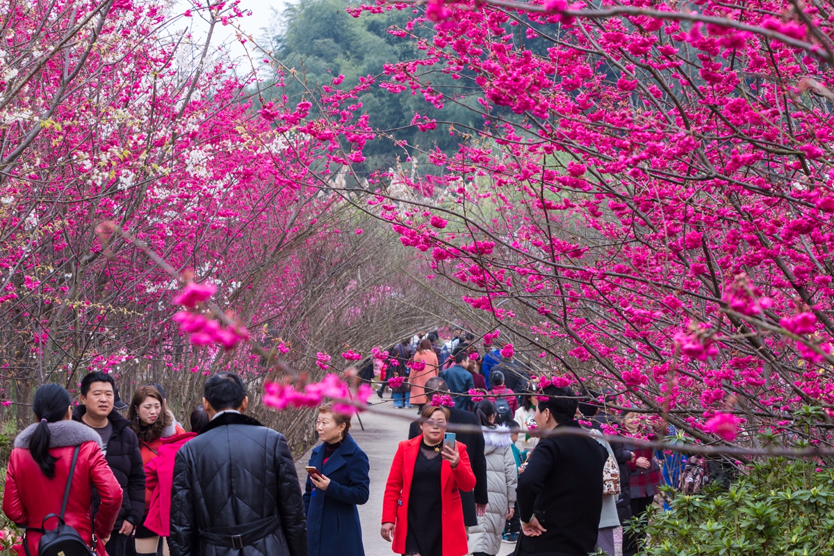 走进江津百亩樱花园