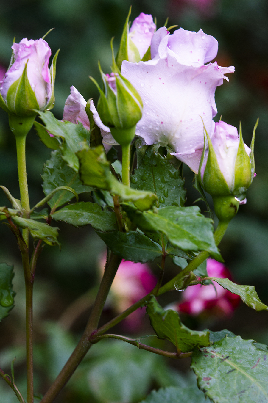 雨后月季花