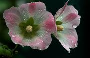 雨中蜀葵花