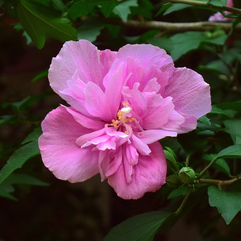 木槿花开